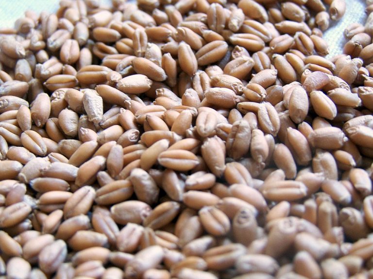 Organic Wheat Berries » NutraSun Foods